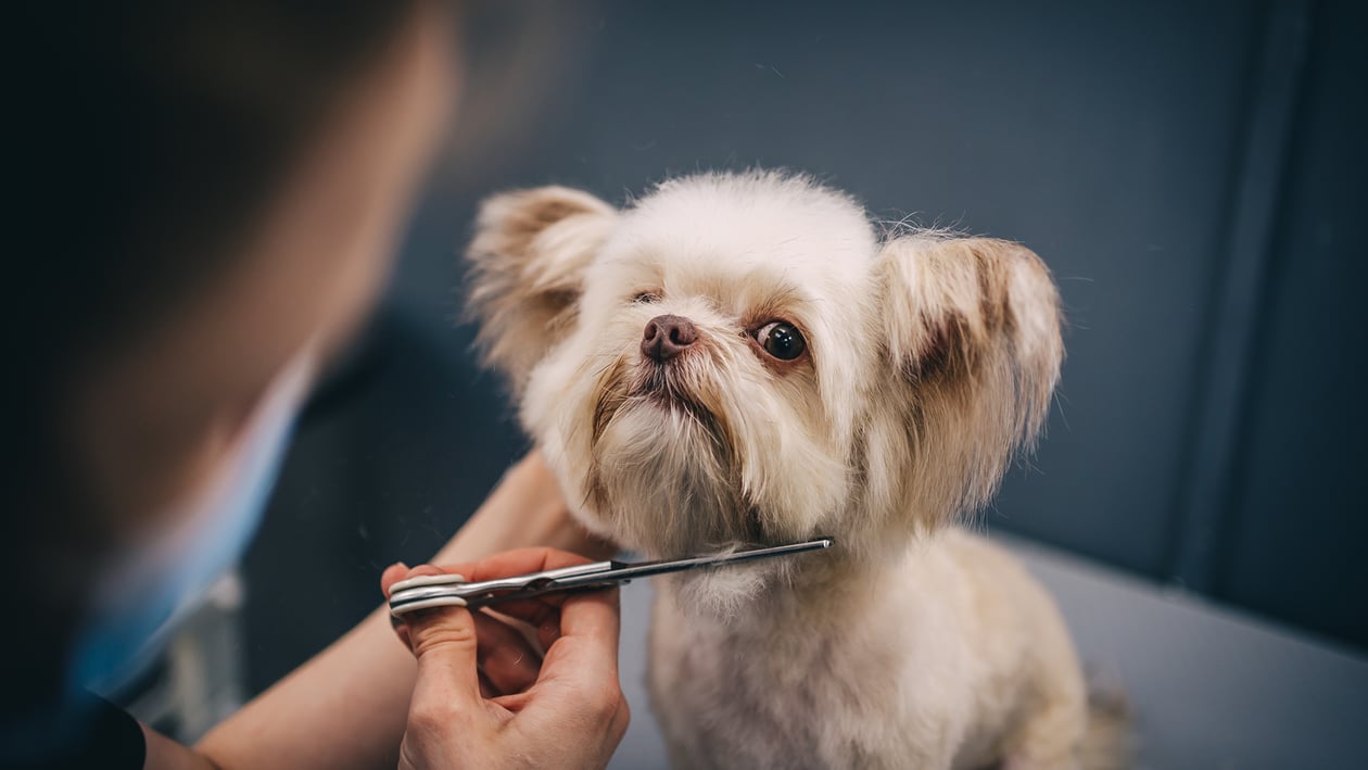 Mobile Veterinary Services in Detroit, MI BetterVet